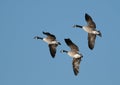 Canada geese (Branta canadensis) Royalty Free Stock Photo