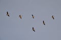 Canada Geese (Branta canadensis) flying in V formation over Tiny Marsh Royalty Free Stock Photo