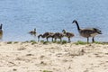 Canada Geese  Branta Canadensis  With Goslings