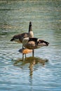 Canada geese Branta canadensis on a lake Royalty Free Stock Photo