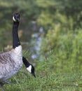 Canada Geese Waterfowl Birds - Branta canadensis