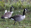 Canada Geese Waterfowl Birds - Branta canadensis