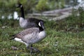 Canada Geese Waterfowl Birds - Branta canadensis