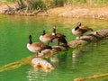 Canada Geese (Branta canadensis) Royalty Free Stock Photo