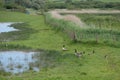 Canada Geese, Branta canadensis at South Huish Wetland Reserve