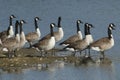 Canada Geese, Branta canadensis, standing at the edge of a lake. Royalty Free Stock Photo