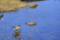 Canada Geese Branta canadensis swimming on a lake in Algonquin Provincial Park