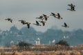 Canada Geese, Canada Goose, Branta Canadensis in flight at sunrise Royalty Free Stock Photo