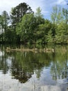 Canadian Honkers Geese on Pond Landscape - Branta genus Royalty Free Stock Photo
