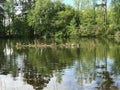 Canadian Honkers Geese on Pond Landscape - Branta genus Royalty Free Stock Photo
