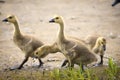 Canada geese chicks feeding Royalty Free Stock Photo