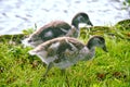 Canada Geese Chicks by the River Thames Royalty Free Stock Photo