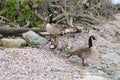 Canada Geese on Connecticut Beach Royalty Free Stock Photo