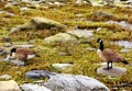 Canada Geese on Connecticut Silver Beach Royalty Free Stock Photo