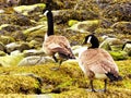 Canada Geese on Connecticut Silver Beach Royalty Free Stock Photo