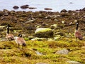 Canada Geese on Connecticut Silver Beach Royalty Free Stock Photo