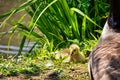 Canada geese with newly born chicks Royalty Free Stock Photo