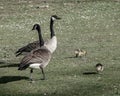 Canada geese couple looking after goslings Royalty Free Stock Photo