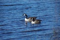 canada geese couple swimming in blue water