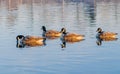 Canada geese covered in frost swimming in a lake. Royalty Free Stock Photo