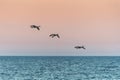 Canada geese descending over Lake Ontario at sunset Royalty Free Stock Photo