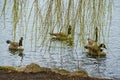 Canada geese eating fresh buds of weeping willow on lake Royalty Free Stock Photo