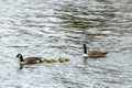 Canada Geese escorting goslings Royalty Free Stock Photo