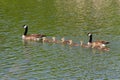Canada Geese Family Royalty Free Stock Photo