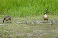 Canada geese family Royalty Free Stock Photo