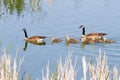 Canada Geese Family Royalty Free Stock Photo