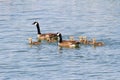 Canada Geese Family Royalty Free Stock Photo