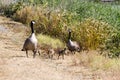 Canada Geese Family Royalty Free Stock Photo