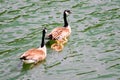 Canada geese family Royalty Free Stock Photo