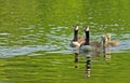 Canada Geese family close-up swimming. Royalty Free Stock Photo