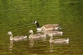 Canada Geese family close-up swimming. Royalty Free Stock Photo