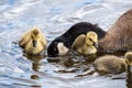 Canada geese family swimming in the lake. Royalty Free Stock Photo