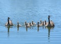 Canada Geese Family Royalty Free Stock Photo