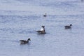 Canada geese feeding in lake Royalty Free Stock Photo