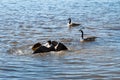 canada geese fighting Royalty Free Stock Photo