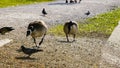 2 Canada geese fighting pidgeons on gravel