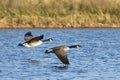 Canada Geese In Flight Royalty Free Stock Photo