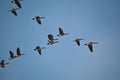 Canada Geese in Flight