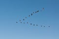 Canada Geese in Flight Royalty Free Stock Photo