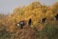 Canada Geese Flight in the Fall Royalty Free Stock Photo