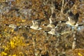 Canada Geese In Flight Royalty Free Stock Photo