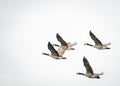 Canada Geese in Flight Royalty Free Stock Photo