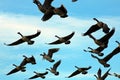 Canada geese in flight over canyon texas central flyway Royalty Free Stock Photo
