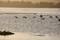 Canada geese in flight at sunset Royalty Free Stock Photo