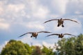 Canada Geese in flight about to land in water Royalty Free Stock Photo