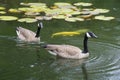Canada Geese floating near water lilies. Royalty Free Stock Photo